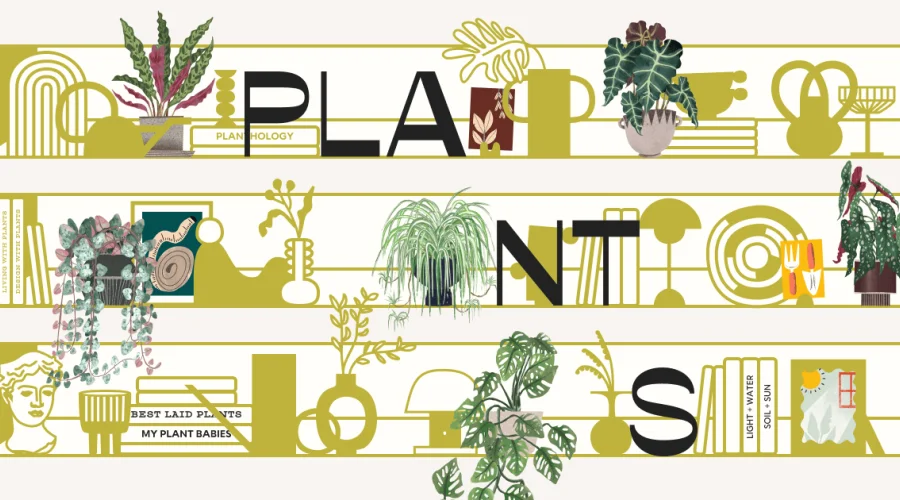 How Many Plants - Indoor and House Plant Resource